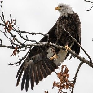 Meet your Posher, Ginger